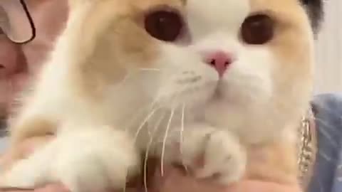 OMG So Cute Cats ♥ Best Funny Cat Videos 2021