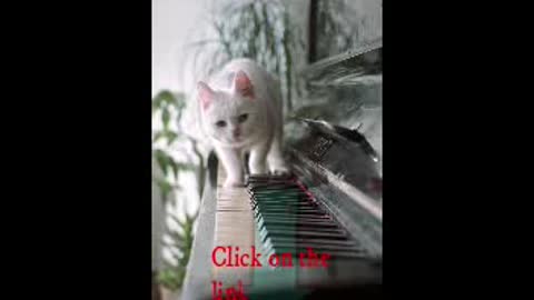 funny cat on a piano