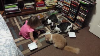 Adorable toddler loves feeding the kitties