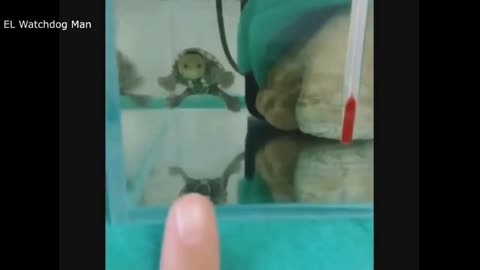 baby turtle plays with human