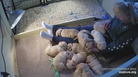 Lap nap time for the puppies at East Coast Assistance Dogs