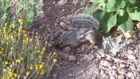 Baby Squirrels Eating Nuts - CUTEST Compilation