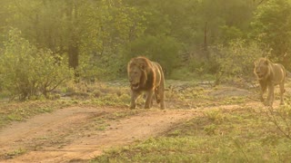 Rey de la selva se retuerce como un gatito al pisar una espina