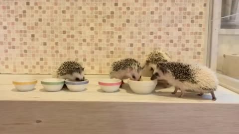 Hedgehog Family Adorably Eats Meal Together