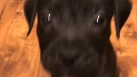 Meet the puppy that enjoys the spotlight of being before a video camera.
