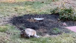 Bobcats Play Soccer in Backyard