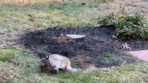 Bobcats Play Soccer in Backyard