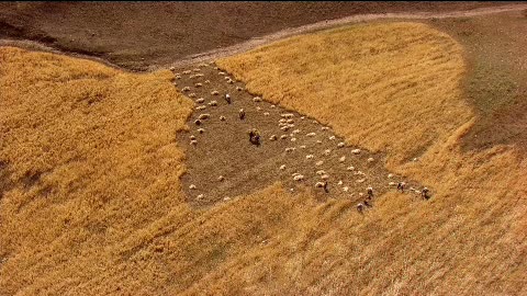 The wheat harvest