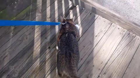 How to train your cat to walk on a leash