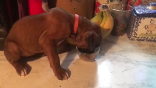 Phoenix Ridge Boxers--puppy eating food!