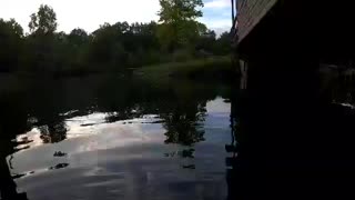 Albino Catfish