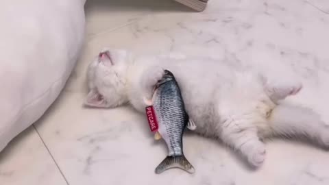 The cat and the fish