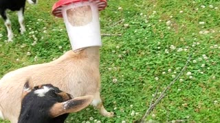 Goat Gets Head Stuck in Chicken Feeder