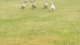 Gansos (y pavo) corren para desearles buen día a su dueña