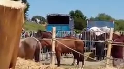 Fiesta del Volantín con trilla a yegua suelta en Laguna Lo Galindo, Concepción, 13 octubre 2019