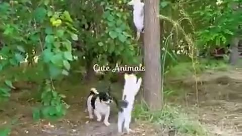 Funny cats_dog__