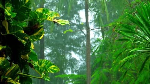 Relaxing rain sound in the jungle