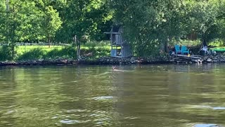 Deer swimming across the lake