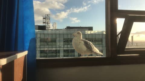 Watch an amazing video of a seagull singing in a house window