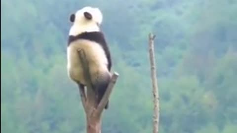 What is this Panda doing at Top?