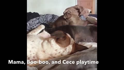 Pit Bull sisters love each other