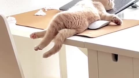 Funny Clips of Cat Sleeping