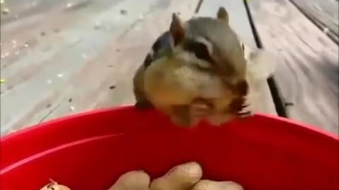 squirrels eating nuts