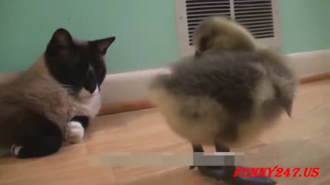 Funny chicken born baby show her backside to cat