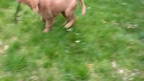 Golden retriever puppy finds a new toy