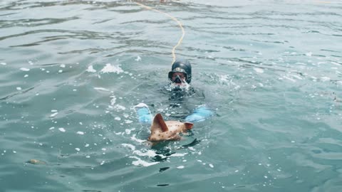 A Diver Holding A Shark