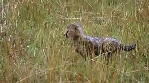 The Cubs Play in the Rain | Little Big Cat | BBC Earth