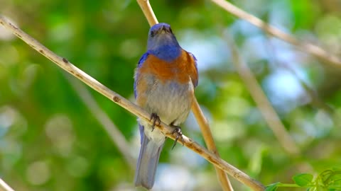 bluebird-bird-wildlife-colorful