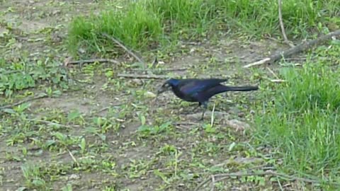 Blackbird feeds and gathers nest materials in my front yard.