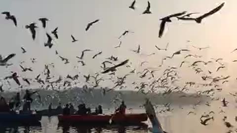 A group of birds migrate for pain