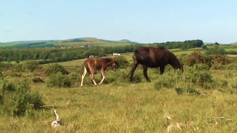 Dartmoor Hill ponies 2016. Ocean City Plymouth Devon England