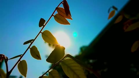 Cinematic Video of a beautiful sunny morning __ Free Download video trailer