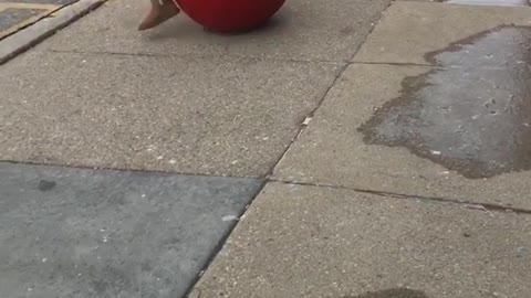 Girl jumps over target red ball faceplants