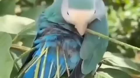 Let me dress, Omg So Beautiful Bird