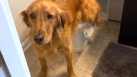 Very funny Dog- Wait till the end