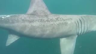 Man Discovers Beautiful Basking Shark