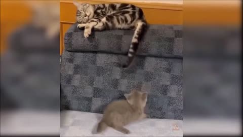Cats Doing Funny Things, cute kitten