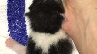 Feeding My New Kitten WIth Milk