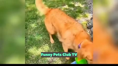 Funny Animal Videos 🤣 Funniest Cats and Dogs Videos 2024 😹🐶 #189