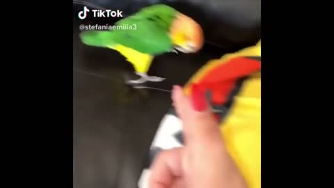 WATCH THIS PARROT DRINK 4 BEERS!!