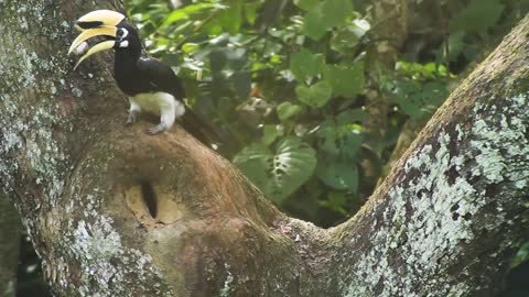 Self-imposed lockdown in the animal world: A glimpse into the life of a family of breeding hornbills