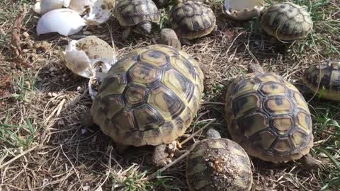 TORTUE HERMANN naissance 25 juillet