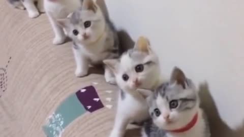 Viral, a collection of funny cat behavior videos