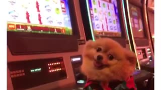 Pomeranian plays slots at the casino