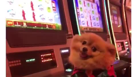 Pomeranian plays slots at the casino