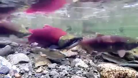 Sockeye Salmon Spawning